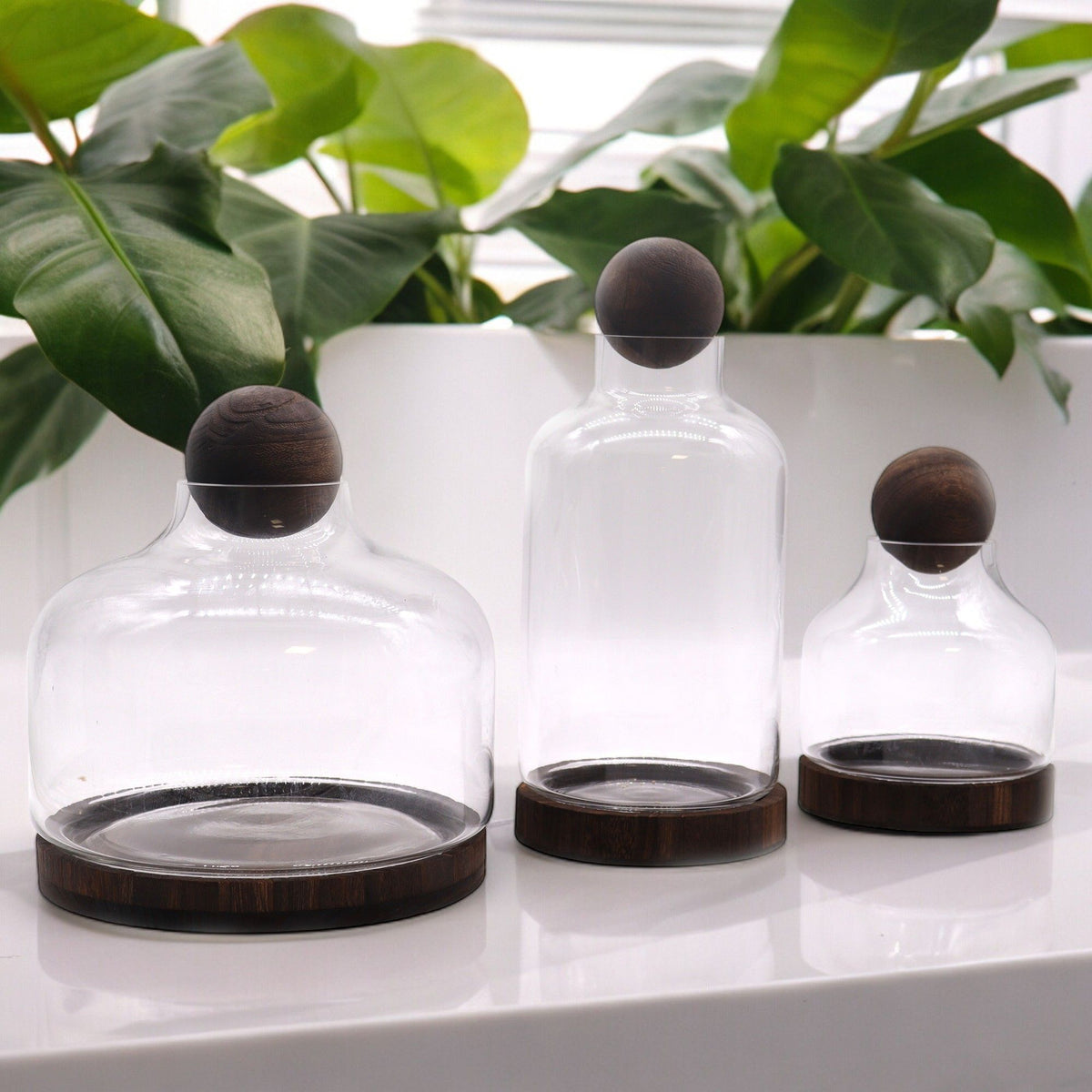 Glass terrarium with ball top and dark wood base